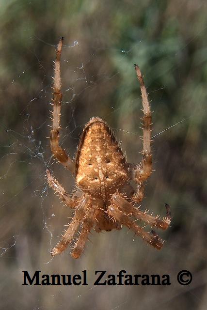 Due Araneidae in cerca di un nome...